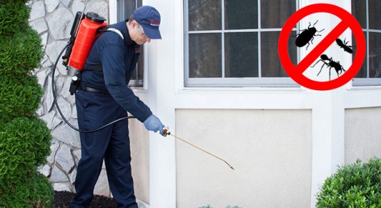 Dazkırı Kene İlaçlama böcek ilaçlama ve haşere kontrolü — ilaclama-tr.com